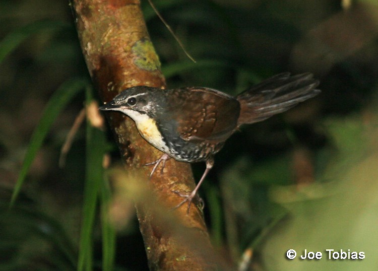 Rusty-belted Tapaculo - ML204086841