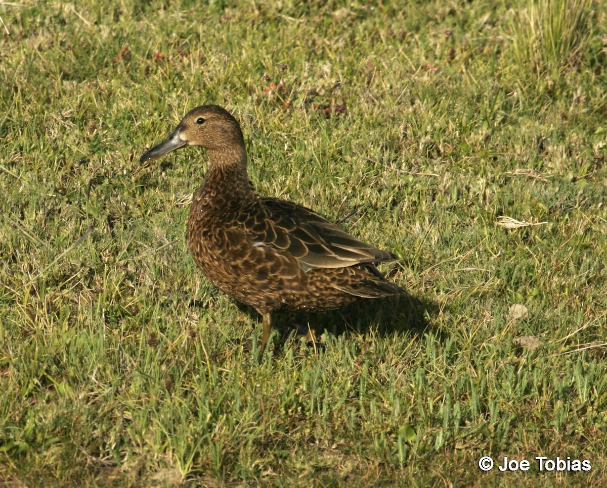 Cerceta Colorada - ML204087121