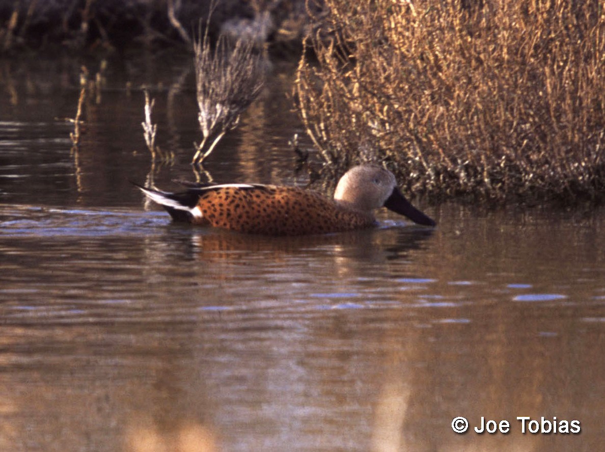 Red Shoveler - ML204087221