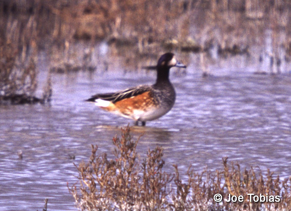 Chiloe Wigeon - Joseph Tobias