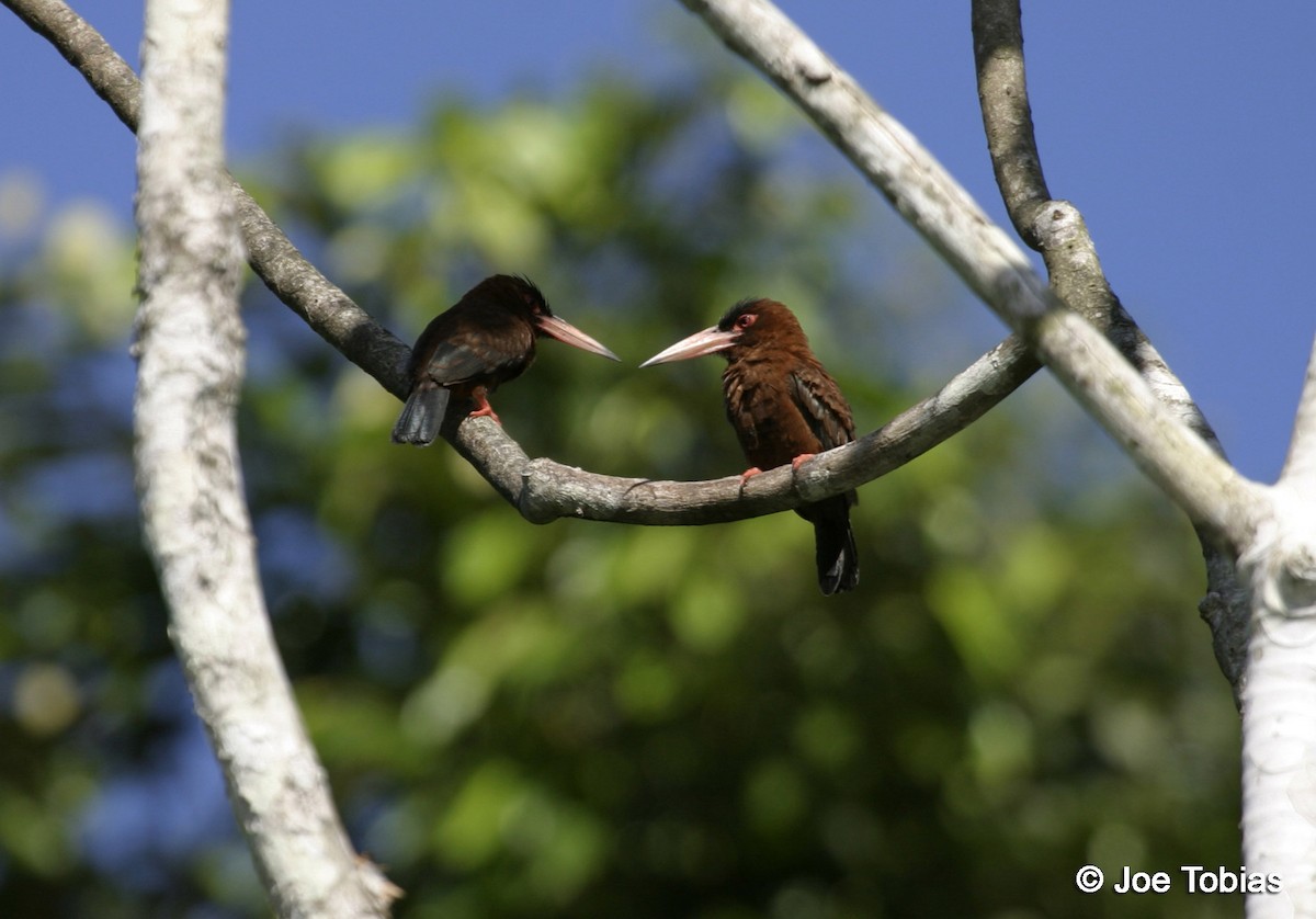 Purus Jacamar - Joseph Tobias