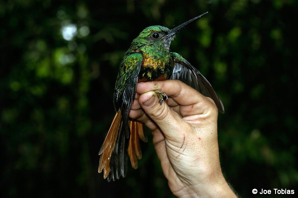 Bluish-fronted Jacamar - Joseph Tobias