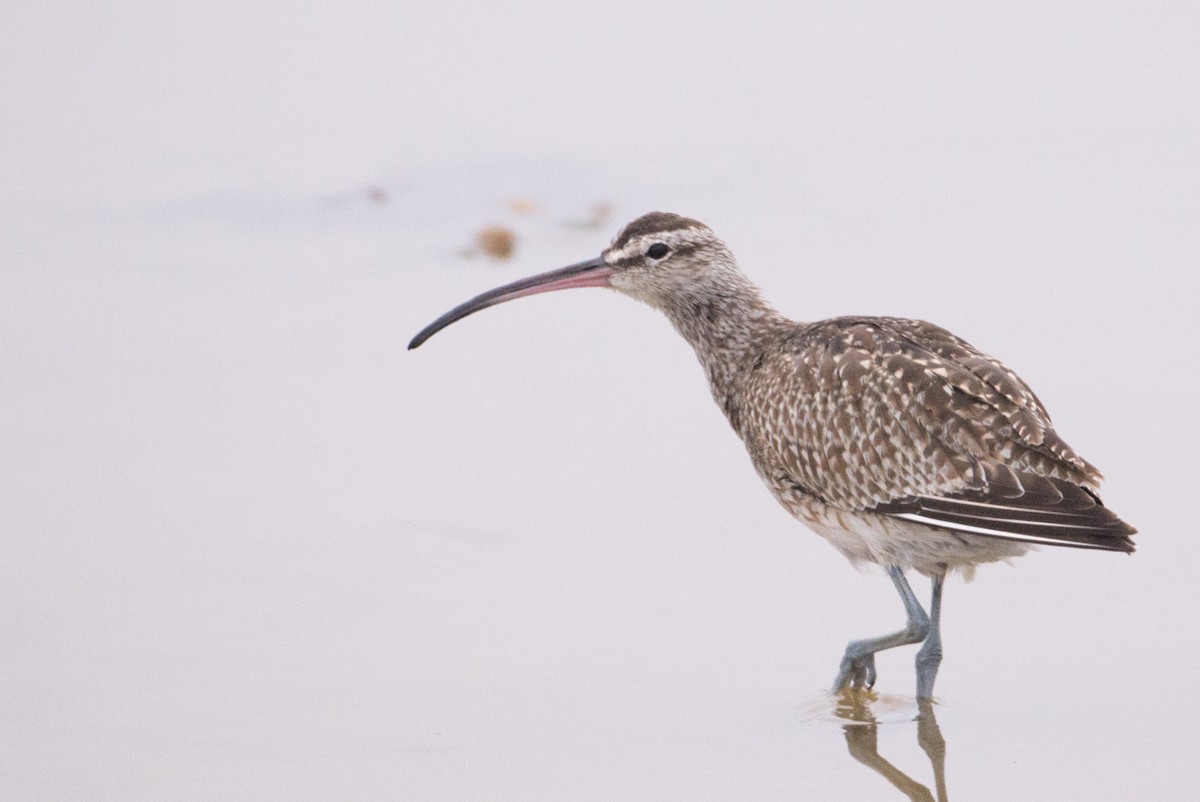 Regenbrachvogel - ML20408781