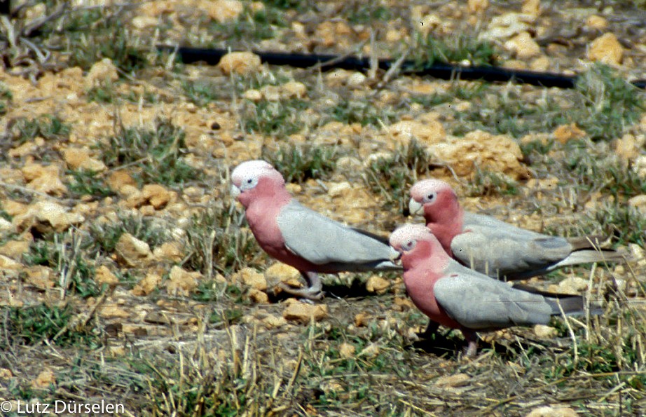 Cacatoès rosalbin - ML204087901