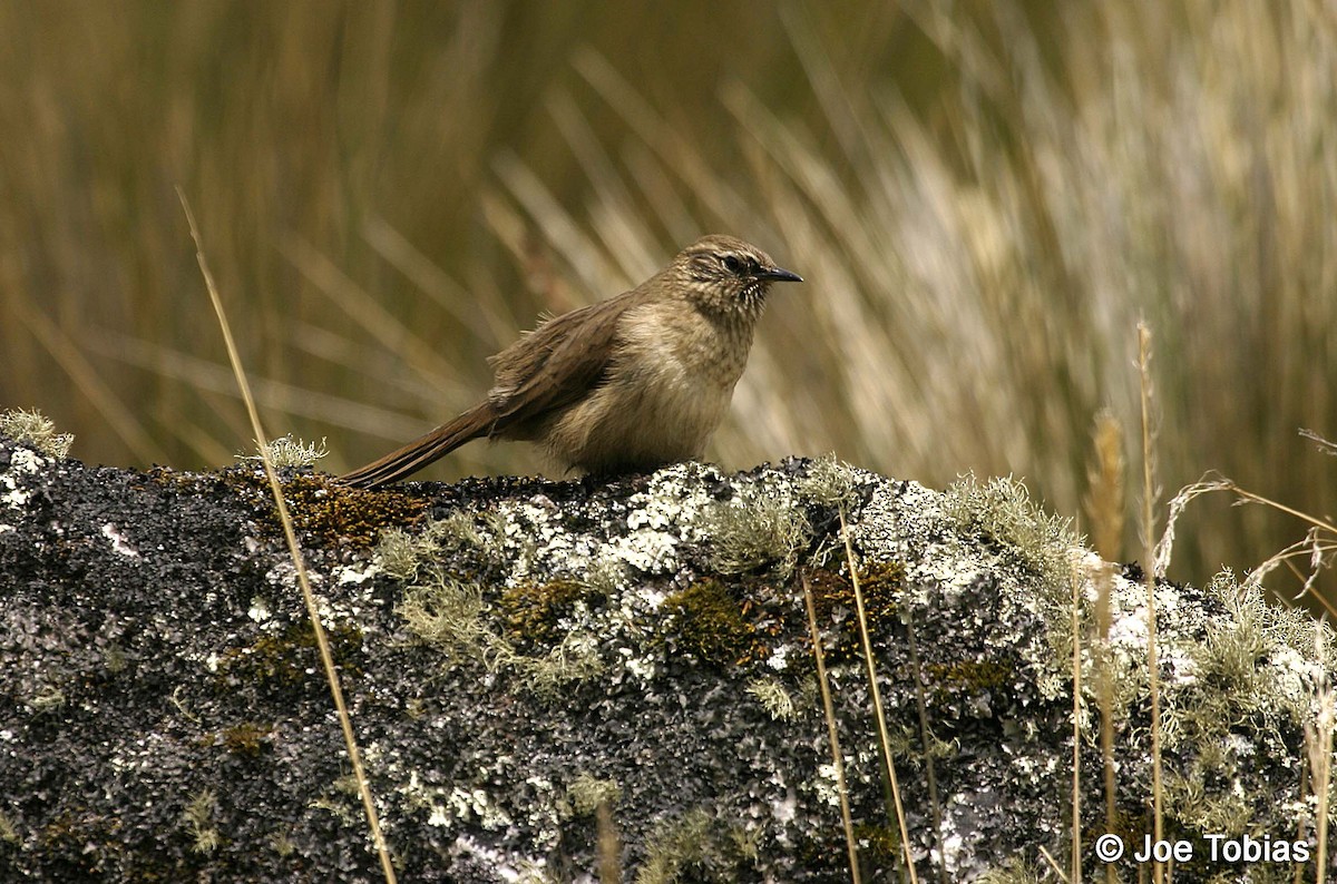 Streak-throated Canastero - Joseph Tobias