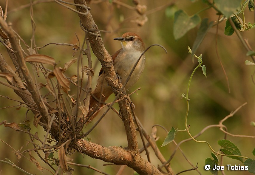 Yellow-chinned Spinetail - ML204088961