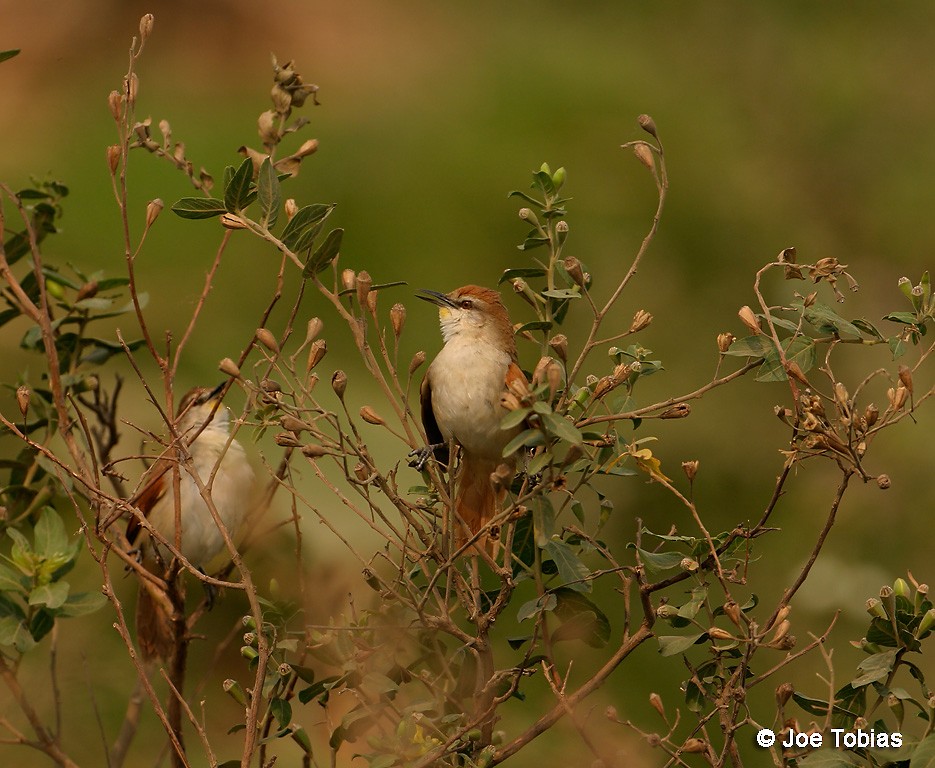 Yellow-chinned Spinetail - ML204088971