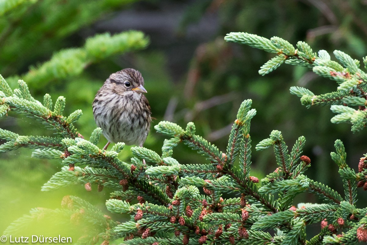 White-throated Sparrow - ML204089631