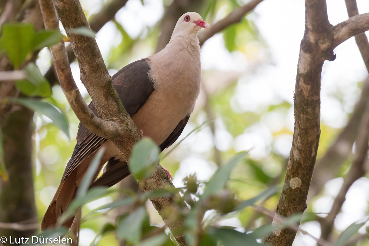 Pink Pigeon - ML204089681