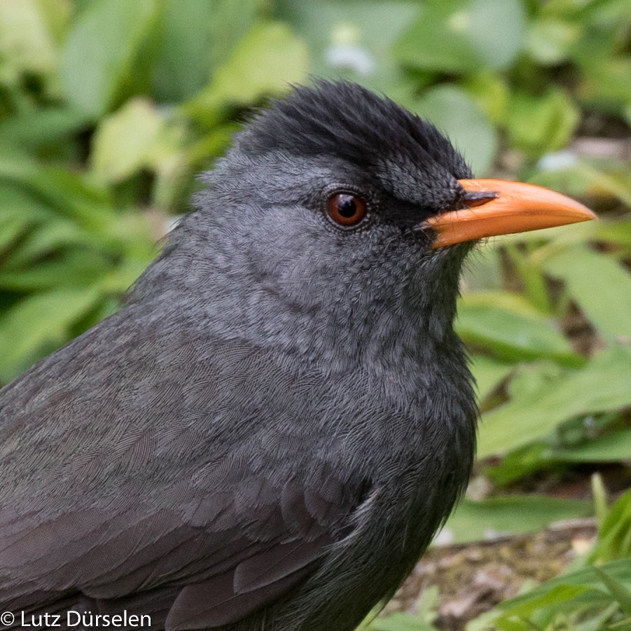 Mauritius Bulbul - Lutz Duerselen