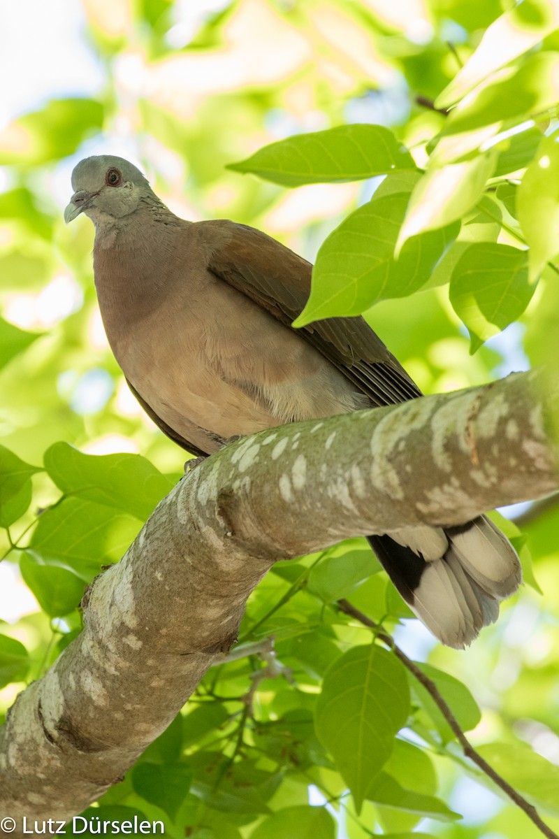 Malagasy Turtle-Dove - Lutz Duerselen