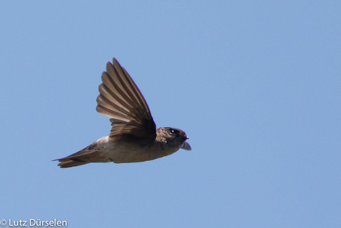 Mascarene Swiftlet - Lutz Duerselen