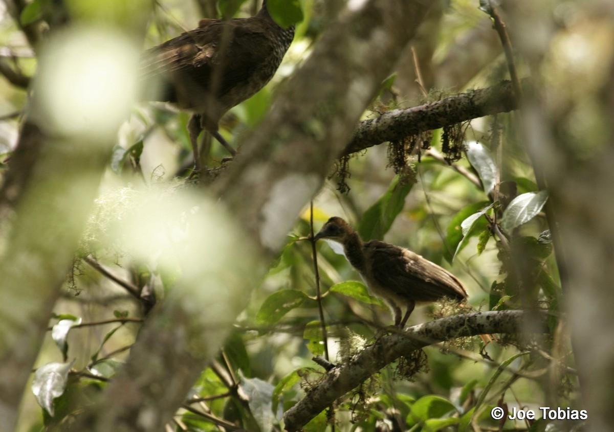 Speckled Chachalaca (Speckled) - Joseph Tobias