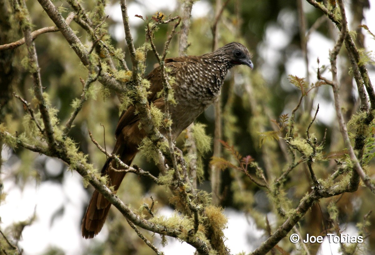 Speckled Chachalaca (Speckled) - Joseph Tobias