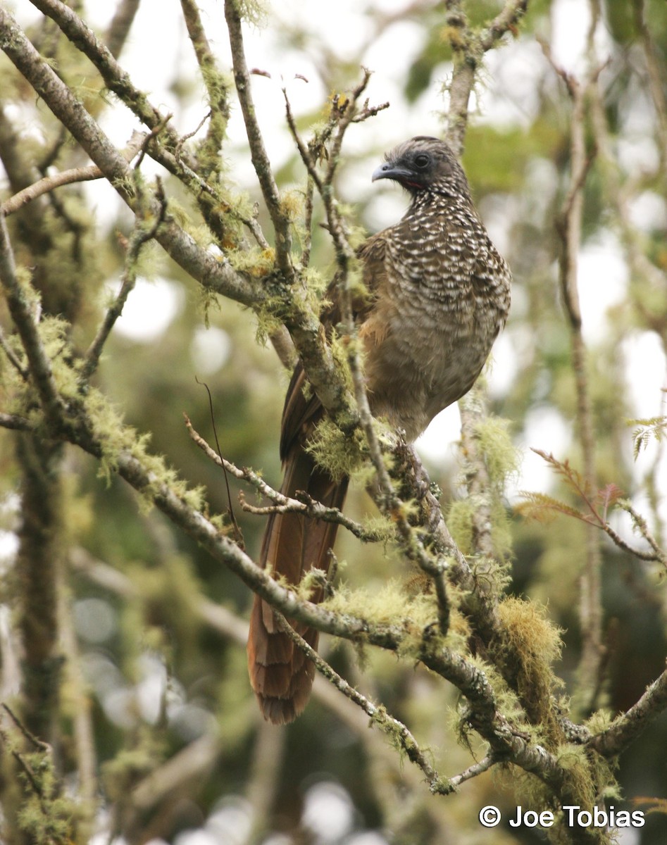 Speckled Chachalaca (Speckled) - Joseph Tobias