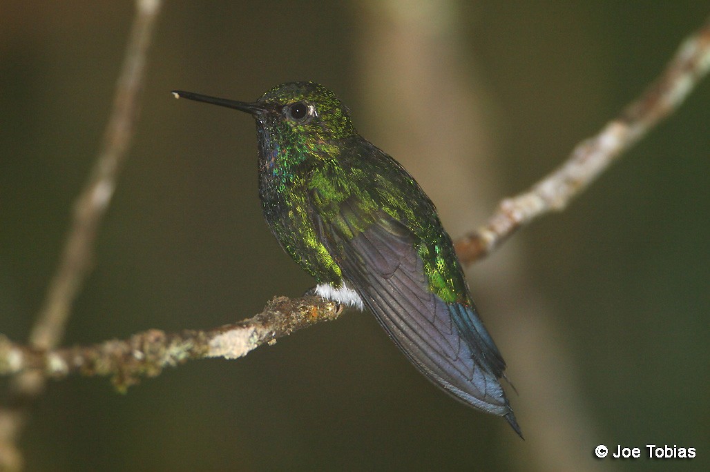 Glowing Puffleg - Joseph Tobias