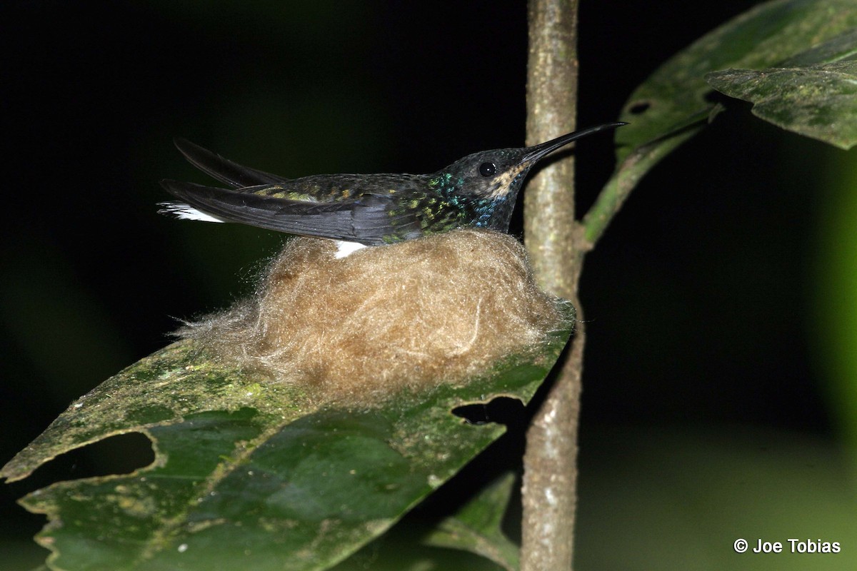 Colibrí Nuquiblanco - ML204090411