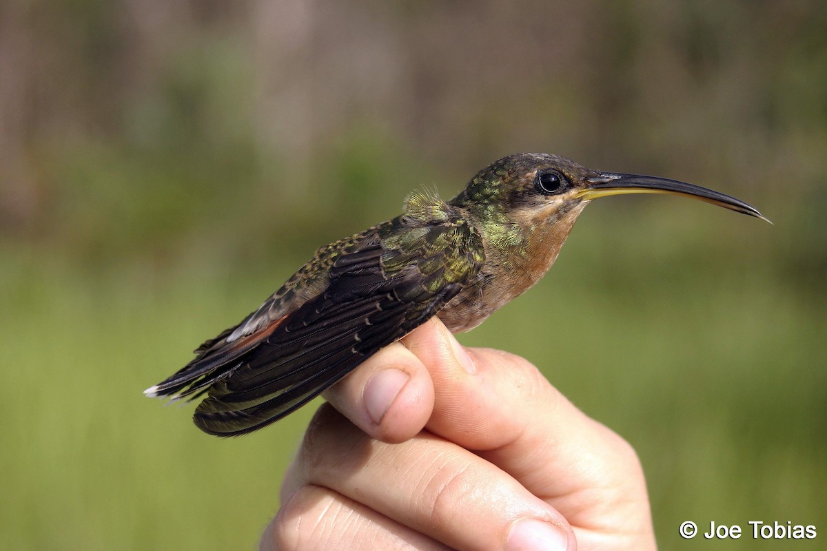 Rufous-breasted Hermit - ML204090431