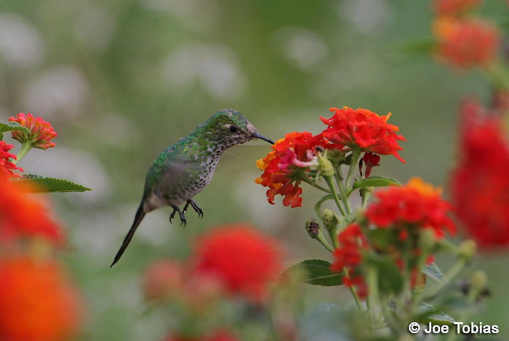 Green-tailed Trainbearer - ML204090691