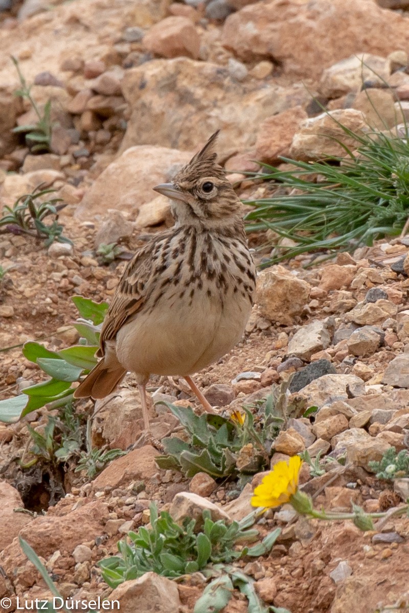 Crested Lark (Crested) - ML204090731