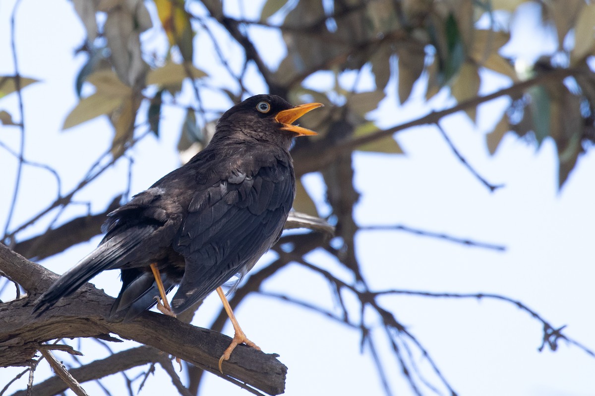 Sooty Thrush - ML204090891