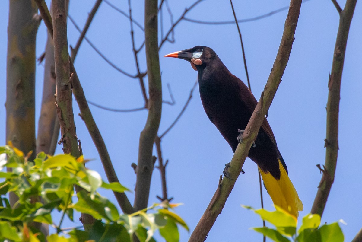 Montezuma Oropendola - ML204090981