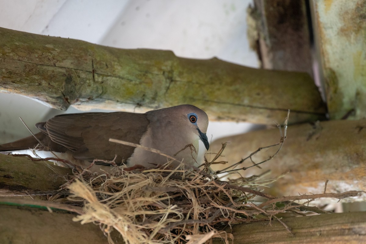 White-tipped Dove (White-tipped) - ML204091191