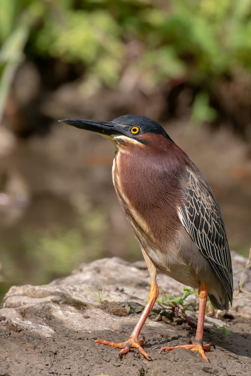 Green Heron (virescens/bahamensis) - Lutz Duerselen