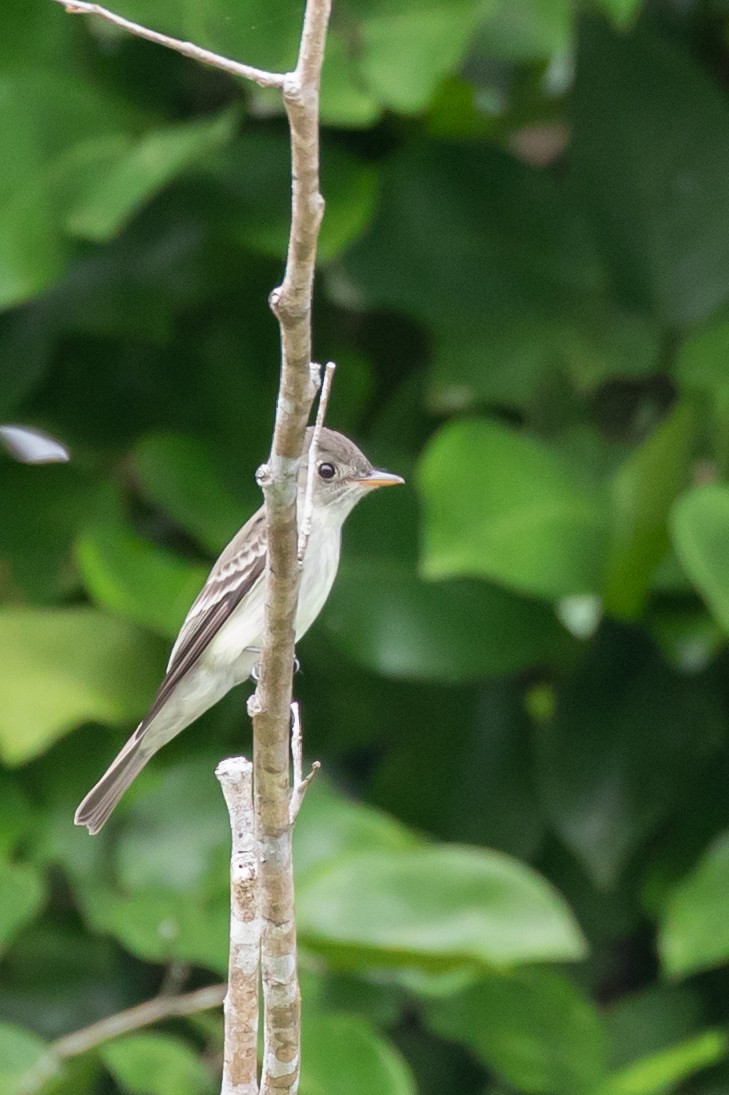 Eastern Wood-Pewee - ML204091401