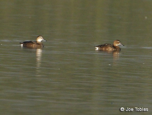 Rosy-billed Pochard - ML204091471