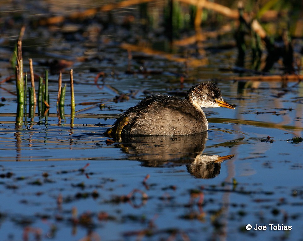 Titicaca Grebe - ML204091681