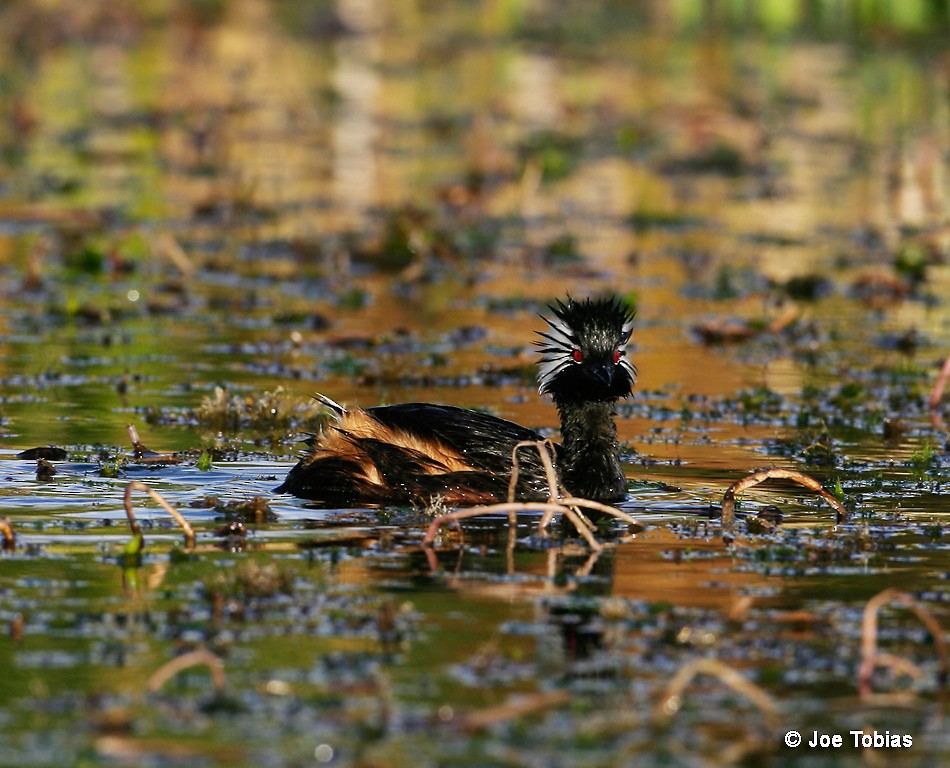 White-tufted Grebe - ML204091711