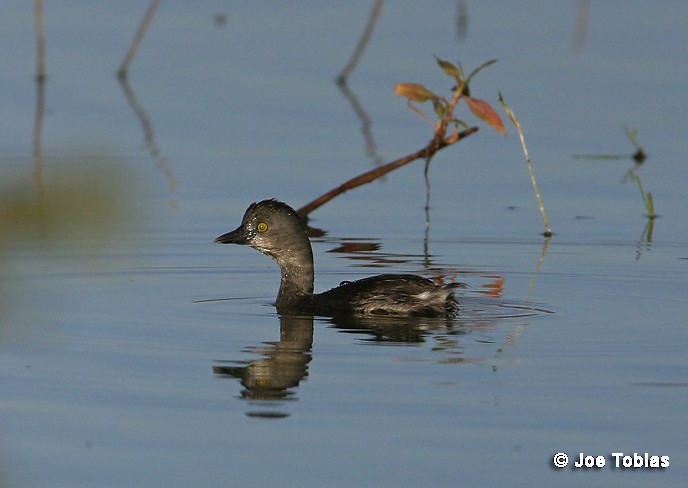 Least Grebe - ML204091831