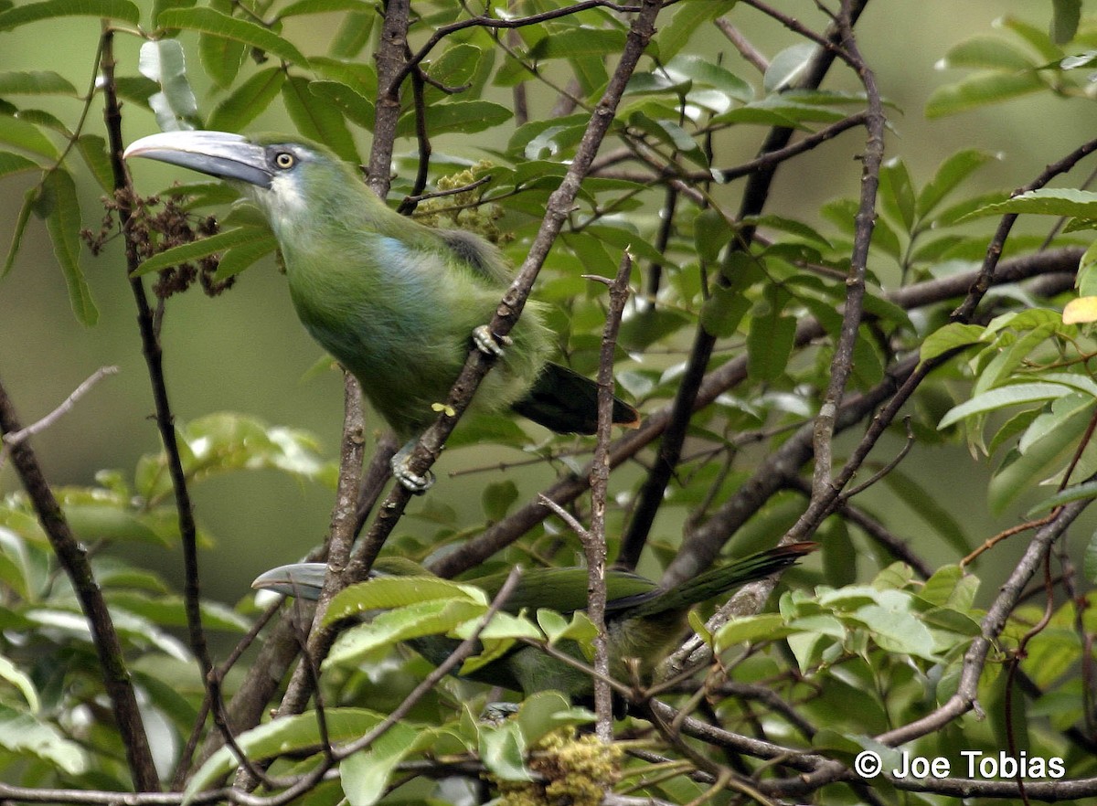 Blue-banded Toucanet - ML204091931