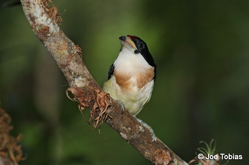 Weißmantel-Bartvogel - ML204092041