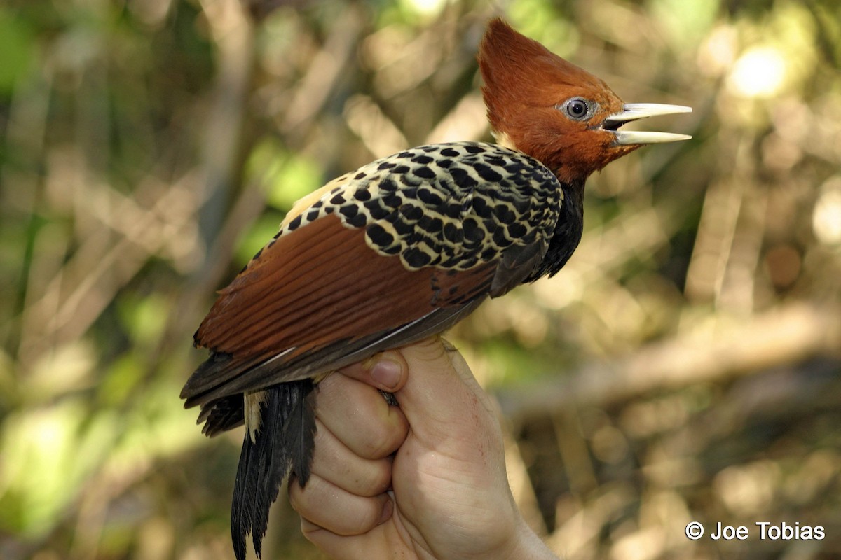 Rufous-headed Woodpecker - ML204092131