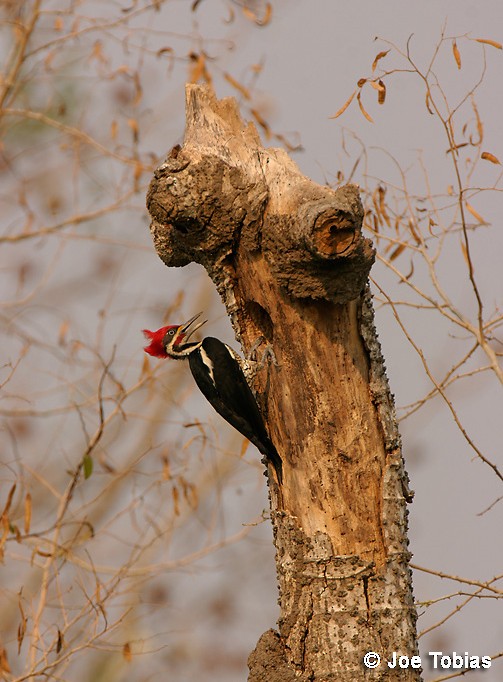 Lineated Woodpecker (Lineated) - ML204092191