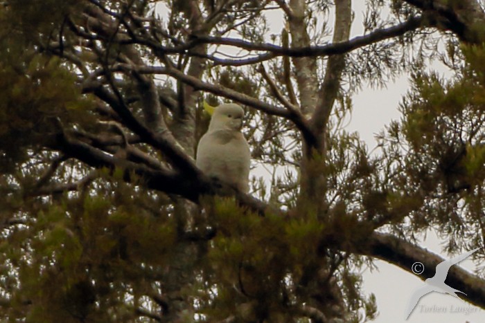 Sulphur-crested Cockatoo - ML204092711