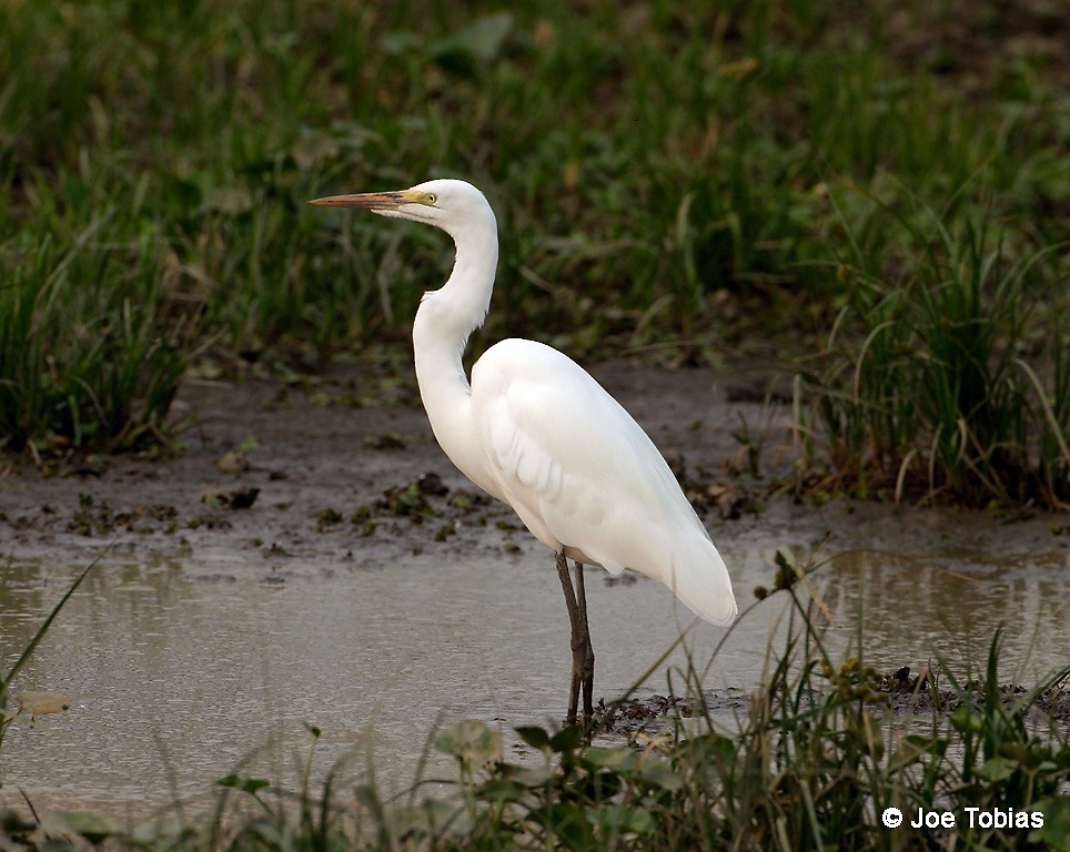 Great Egret (American) - ML204093071