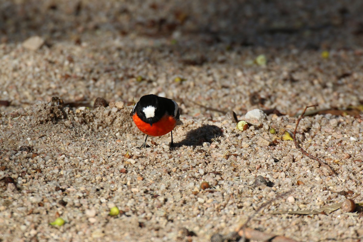 サンショクヒタキ - ML204095101