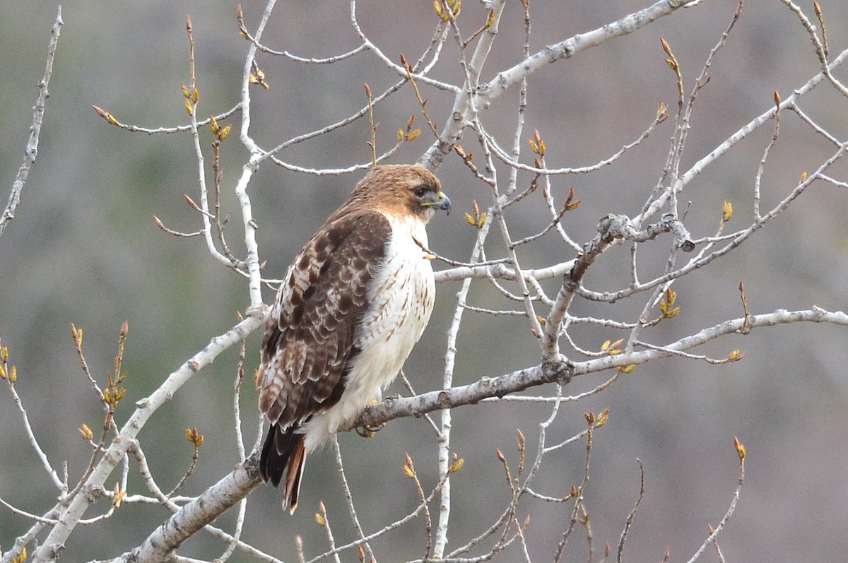 Red-tailed Hawk - George Chiu