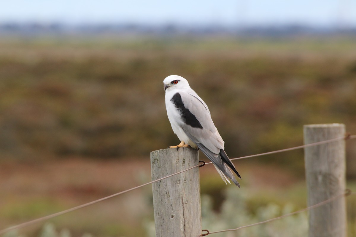 Black-shouldered Kite - ML204095561