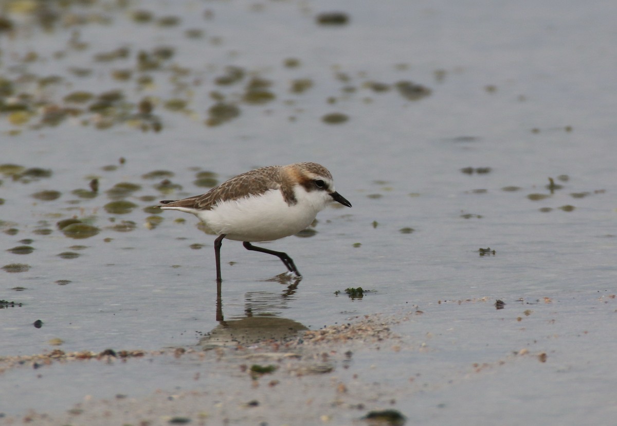 Red-capped Plover - mark broomhall