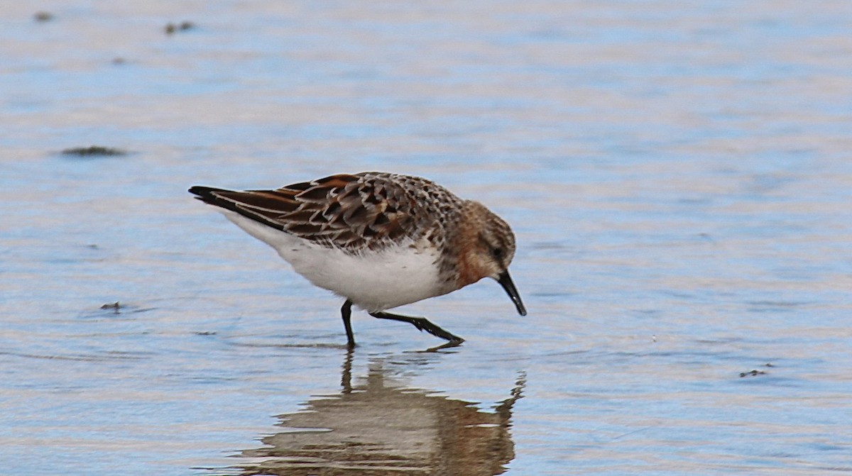 rødstrupesnipe - ML204095591