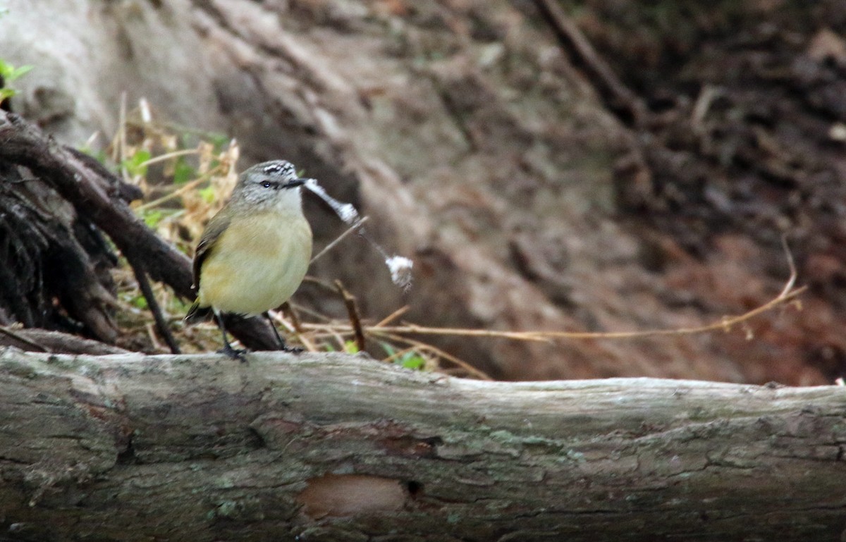 Yellow-rumped Thornbill - ML204095621