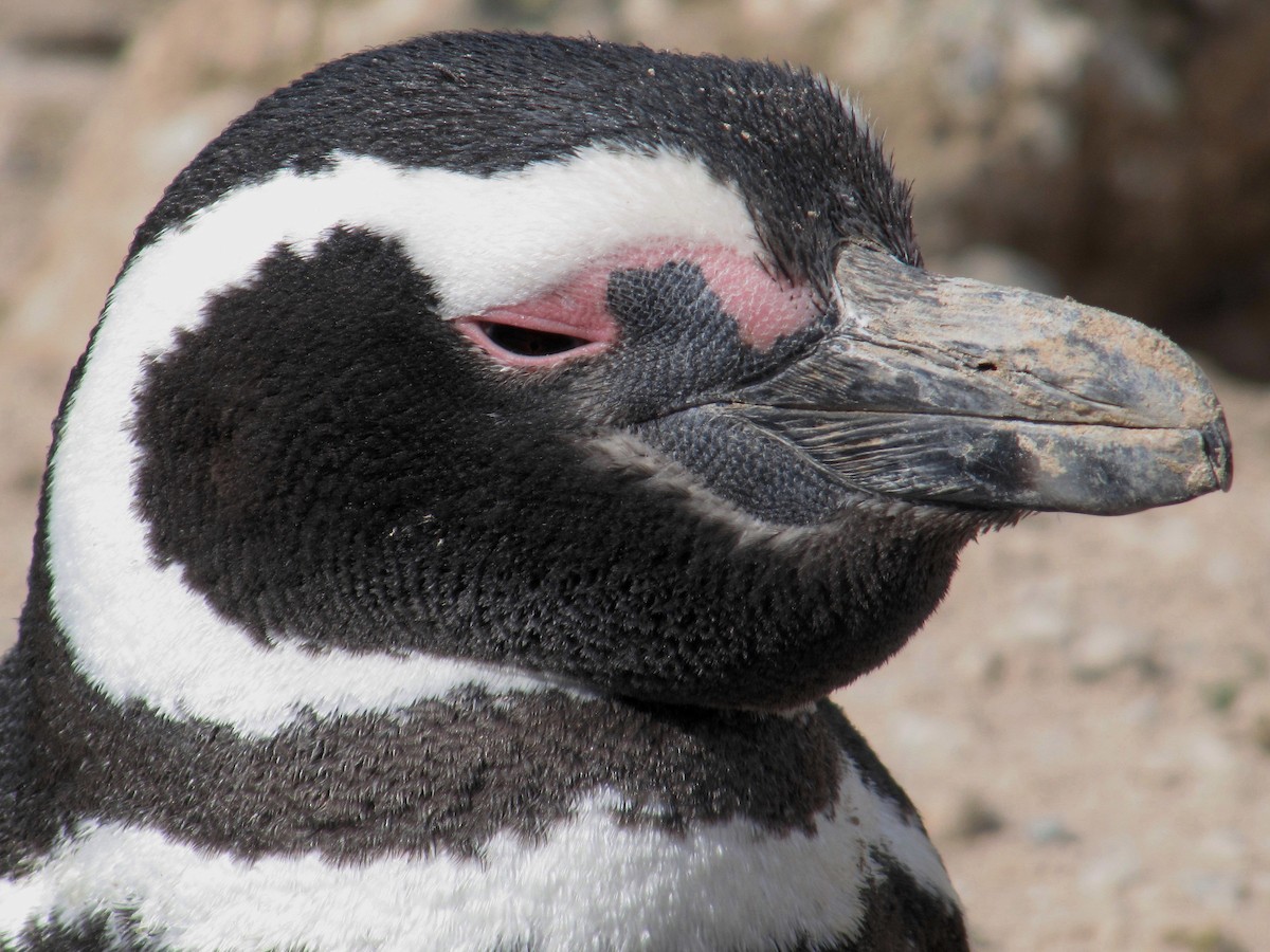 Magellanic Penguin - Thore Noernberg