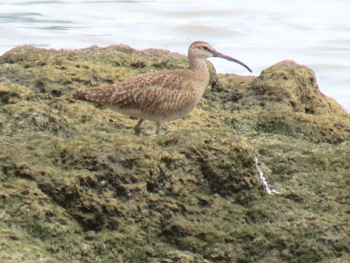 Whimbrel - ML204095881