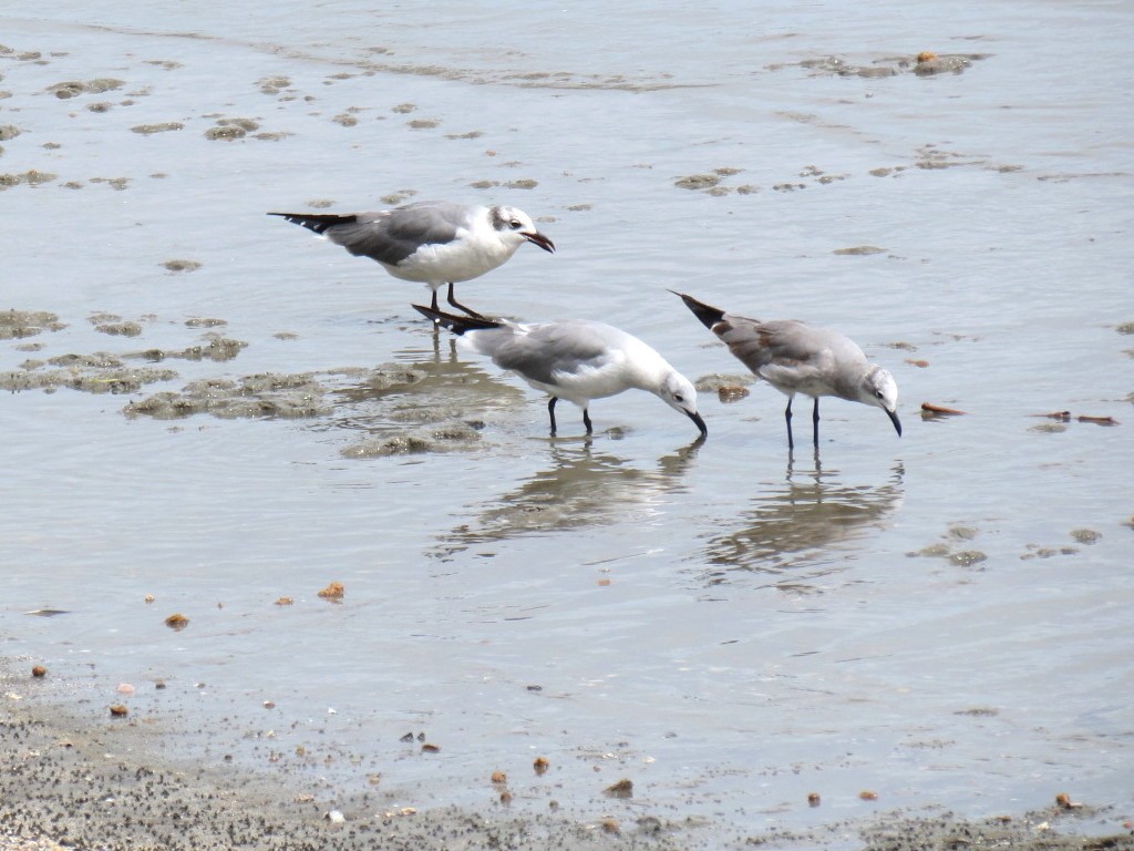 Laughing Gull - ML204095911