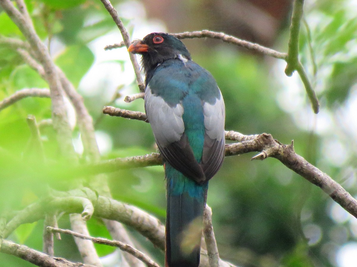 Gri Kuyruklu Trogon (massena/hoffmanni) - ML204096351