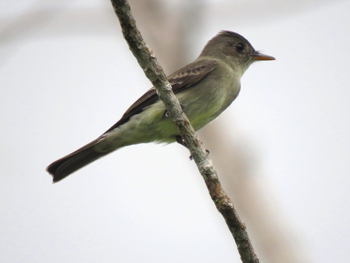 Northern Tropical Pewee - ML204096401